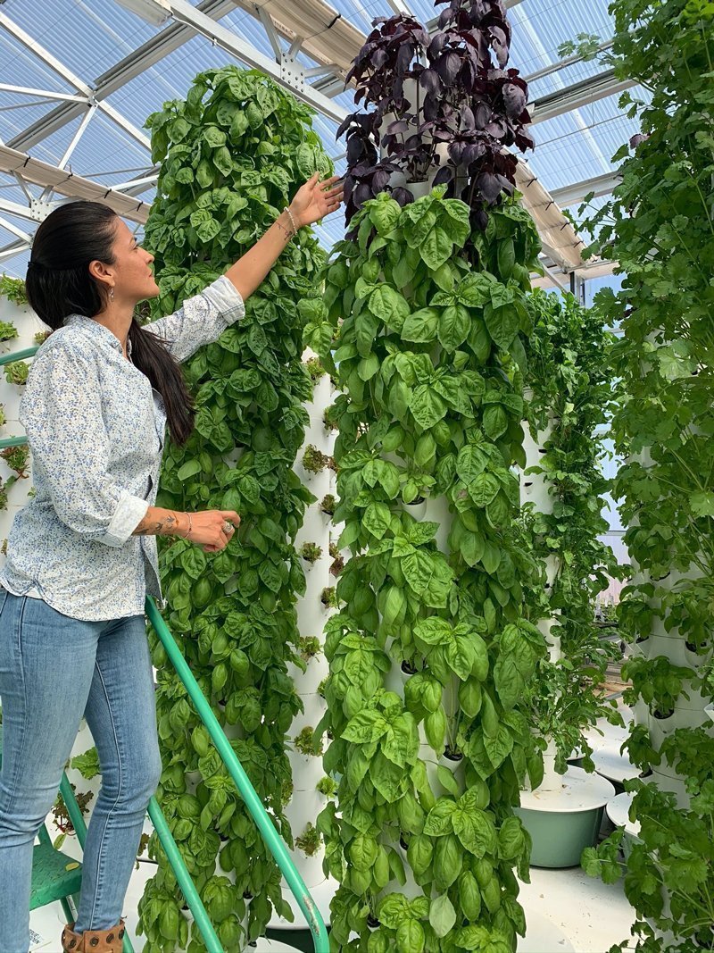 From overcoming space constraints to maximizing plant growth, learn how to conquer the challenges of aeroponic tower gardening for a thriving vertical garden.